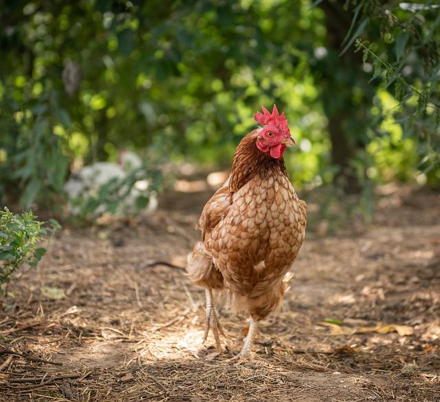 - Kdy je vhodné měnit dřevěné pelety a podestýlku