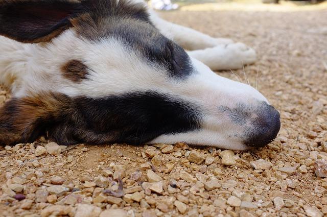 - Jak si užít útulnou atmosféru krbu bezpečně a efektivně